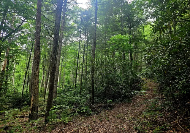 Homes for sale in Tellico Plains, TN | 0 Holder Cemetery Road, Tellico Plains, TN 37385 | MLS# 3250406