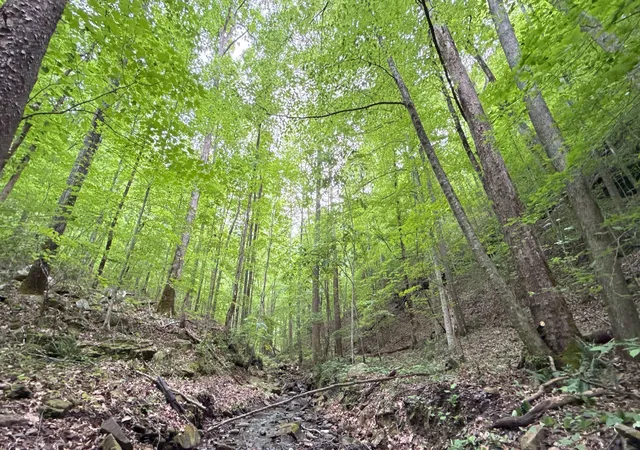 Land for sale at 0 Murphy Holw Rd, Trenton, GA 30752 | MLS# 3190424