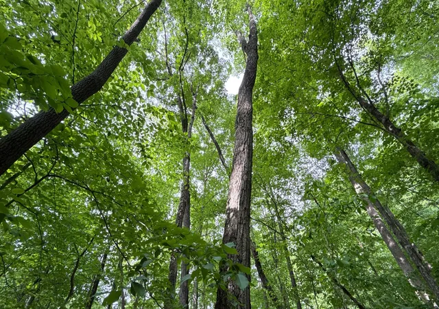 Photo 1 of Land for sale at 0 Murphy Holw Rd, Trenton, GA 30752 | MLS# 3190424 | Listing updated on 2026-08-18