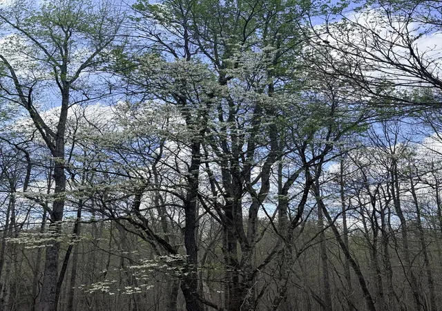 63rd image of 935 Sugar Tree Knob Rd, Liberty, TN 37095 | MLS# 3200090