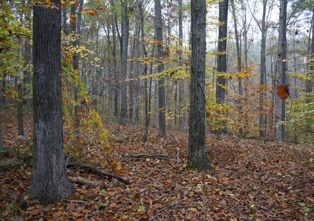 Photo 3 of Land for sale at 5671 Pinewood Rd, Franklin, TN 37064 | MLS# 3213697 | Listing updated on 2026-08-18