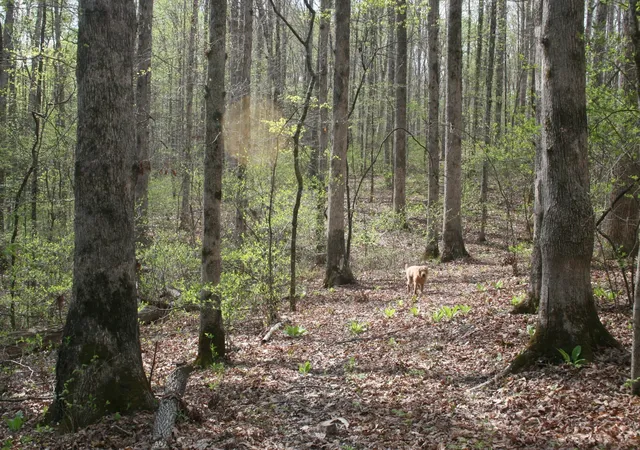 Photo 4 of Land for sale at 5671 Pinewood Rd, Franklin, TN 37064 | MLS# 3213697 | Listing updated on 2026-08-18