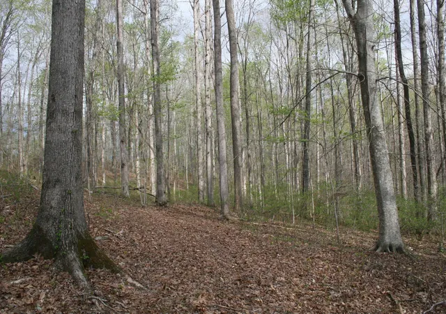 Photo 2 of Land for sale at 5671 Pinewood Rd, Franklin, TN 37064 | MLS# 3213697 | Listing updated on 2026-10-26