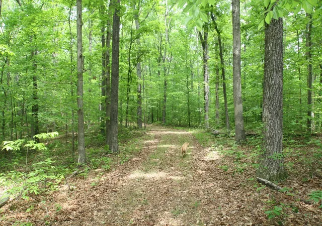 Photo 100 of Land for sale at 5671 Pinewood Rd, Franklin, TN 37064 | MLS# 3213697 | Listing updated on 2026-08-18