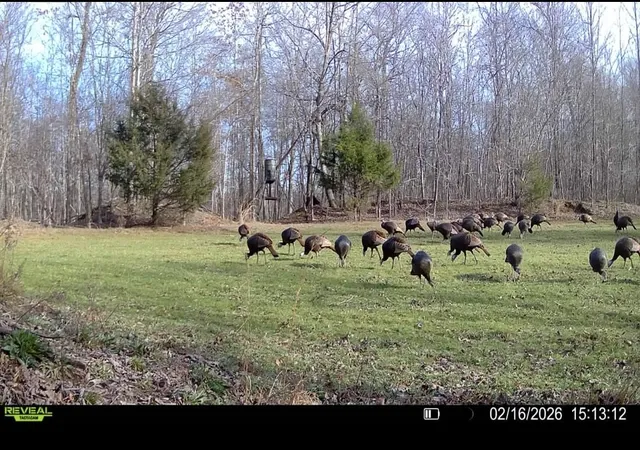 Photo 3 of Land for sale at 0 Bunches Chapel Rd, Parsons, TN 38363 | MLS# 3217621 | Listing updated on 2026-09-03