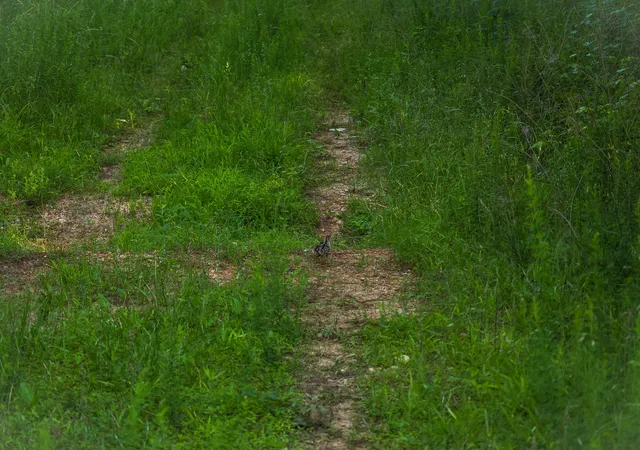 Photo 4 of Land for sale at 0 Bunches Chapel Rd, Parsons, TN 38363 | MLS# 3217621 | Listing updated on 2026-09-03