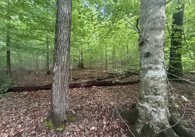 Photo 3 of Land for sale at 0 Caney Branch Rd, Stewart, TN 37175 | MLS# 3220600 | Listing updated on 2026-10-19