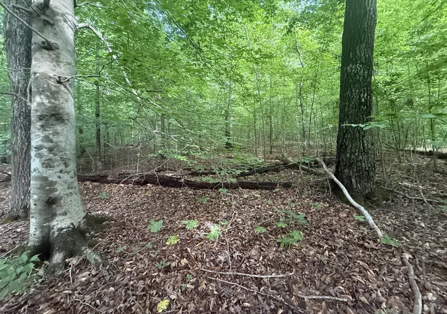 Photo 3 of Land for sale at 0 Caney Branch Rd, Stewart, TN 37175 | MLS# 3220600 | Listing updated on 2026-10-19