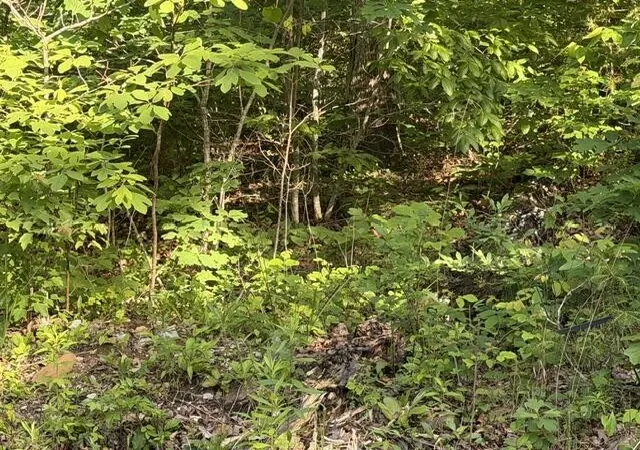 1st image of 196 Big Bluff View, Dunlap, TN 37327 | MLS# 3223777