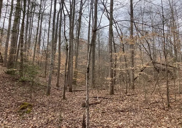 Homes for sale in Big Sandy, TN | 213 Wynn Ferry Rd, Big Sandy, TN 38221 | MLS# 3224802
