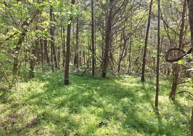Homes for sale in Tellico Plains, TN | 374 Payne Road, Tellico Plains, TN 37385 | MLS# 3225959
