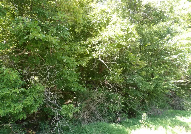 Photo 1 of Sale Pending at 0 Highway 13 S, Waverly, TN 37185 | MLS# 3513740 | Listing updated on 2026-08-31