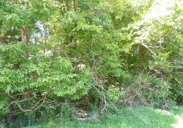 Photo 3 of Sale Pending at 0 Highway 13 S, Waverly, TN 37185 | MLS# 3513740 | Listing updated on 2026-08-31