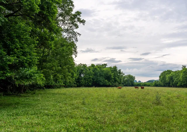 Homes for sale in Cornersville, TN | 0 Ostella Rd, Cornersville, TN 37047 | MLS# 3228736