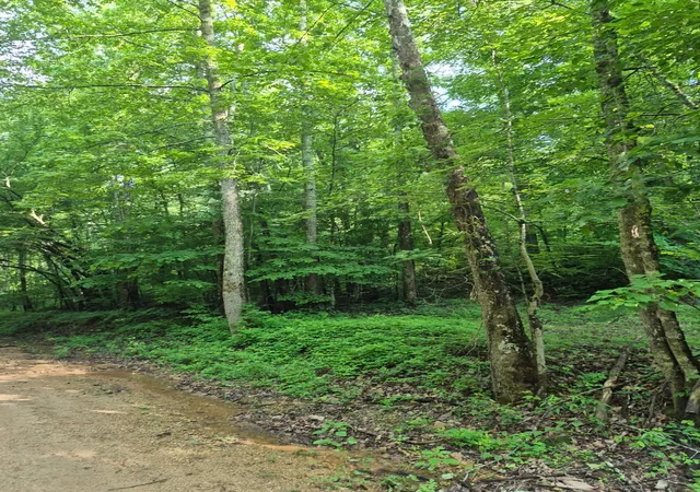 2nd image of 0 Co Rd 462, Lexington, AL 35648 | MLS# 3229037