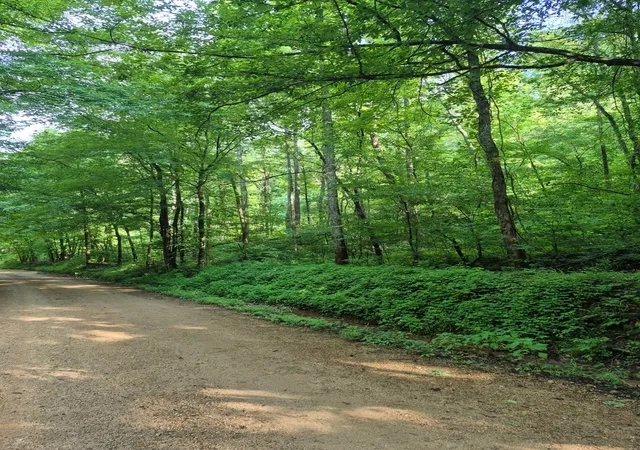 Photo 3 of Land for sale at 0 Co Rd 462, Lexington, AL 35648 | MLS# 3229037 | Listing updated on 2026-08-20