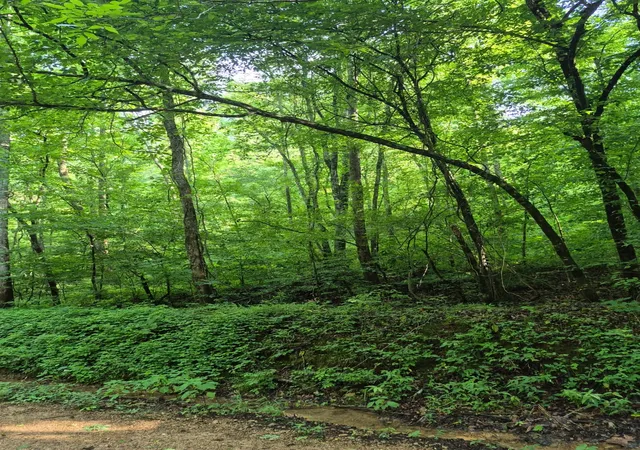 Photo 3 of Land for sale at 0 Co Rd 462, Lexington, AL 35648 | MLS# 3229037 | Listing updated on 2026-08-20