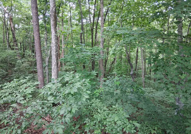 4th image of 0 Mcdonald Loop, Dickson, TN 37055 | MLS# 3228486