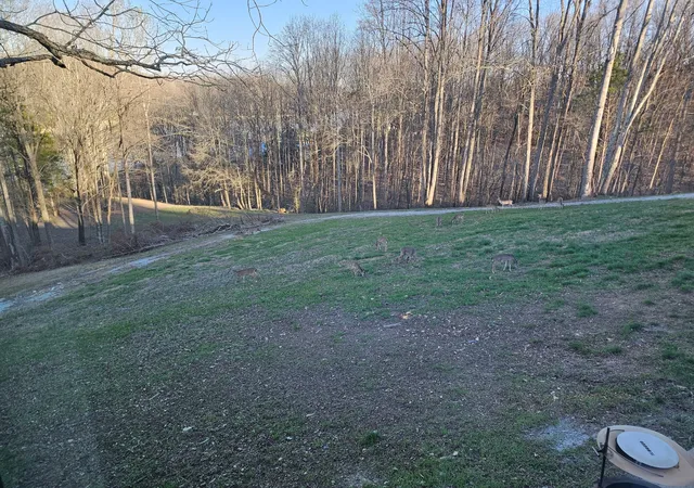 21st image of 0 Ellis Ln, Lynchburg, TN 37352 | MLS# 3231260
