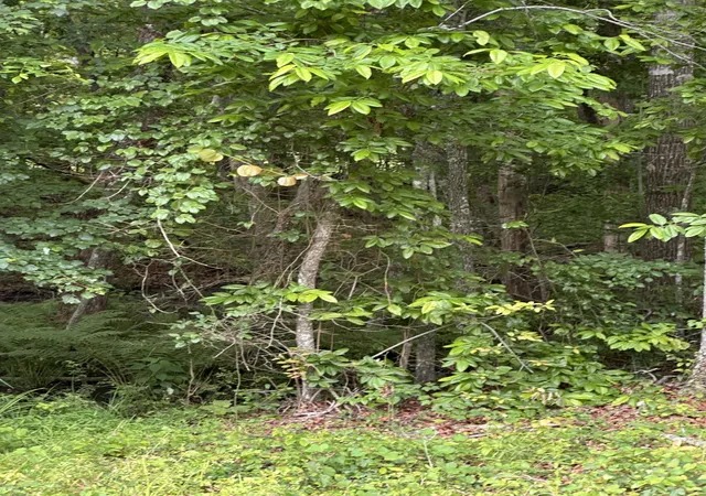 Photo 3 of Land for sale at 3031 Shawnee Rd, Crossville, TN 38572 | MLS# 3231425 | Listing updated on 2026-08-19
