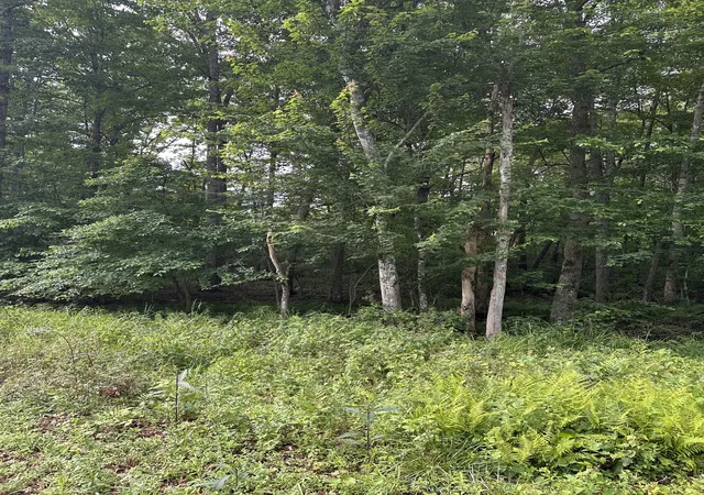 Photo 3 of Land for sale at 3031 Shawnee Rd, Crossville, TN 38572 | MLS# 3231425 | Listing updated on 2026-08-19