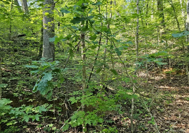 4th image of 10 Kristina Way, Sevierville, TN 37862 | MLS# 3524775