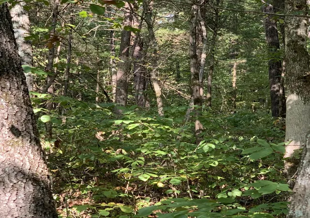 4th image of 0 Glendale Road, Bybee, TN 37713 | MLS# 3320307