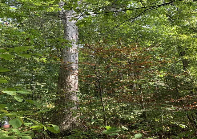 5th image of 0 Glendale Road, Bybee, TN 37713 | MLS# 3320307