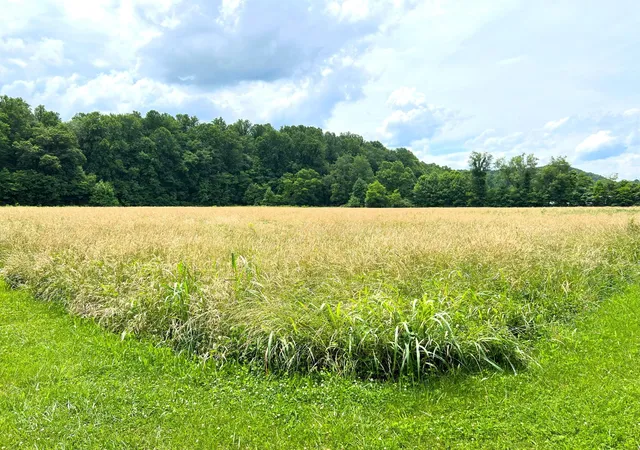 5th image of 130 S Hwy 32, Cosby, TN 37722 | MLS# 3281445