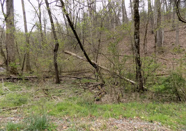 5th image of 1 Mountain Shadow Way, Cosby, TN 37722 | MLS# 3281434