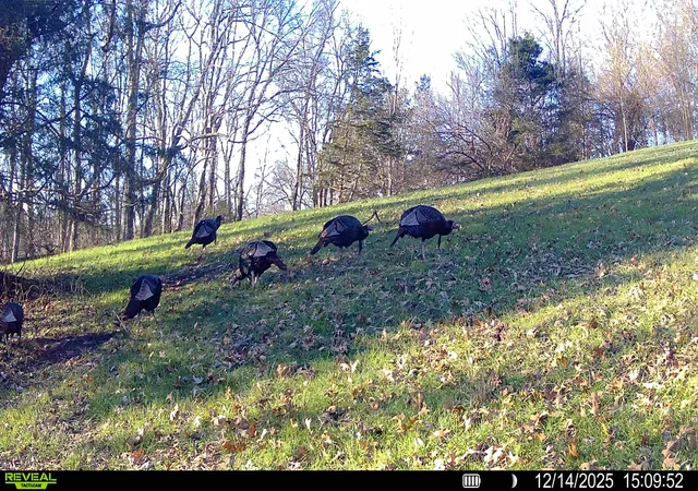 Photo 3 of Sale Pending at 0 Ln Branch Rd, Fayetteville, TN 37334 | MLS# 3599385 | Listing updated on 2026-10-09