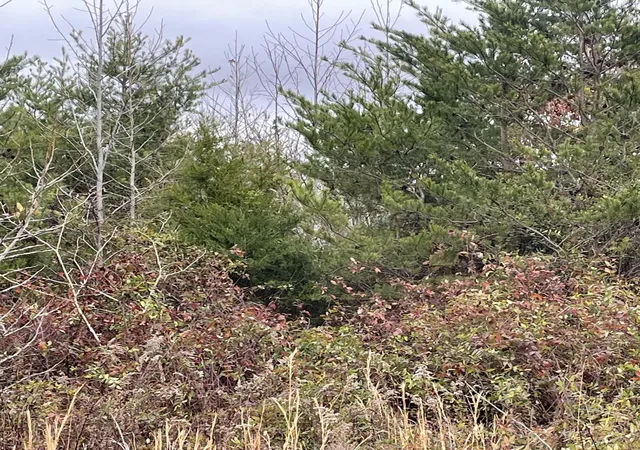 Photo 4 of Land for sale at 6 Saffles Ln, Madisonville, TN 37354 | MLS# 3242537 | Listing updated on 2026-08-13