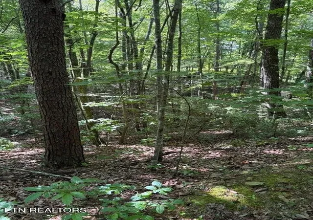 13th image of 4 Old Furnace Rd, Tellico Plains, TN 37385 | MLS# 3243667
