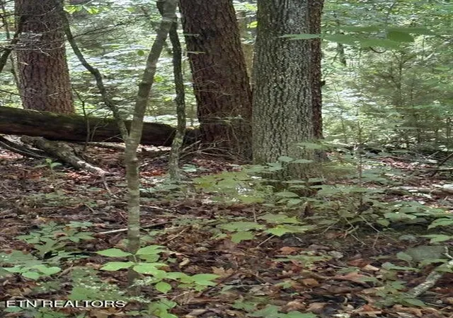 4th image of 4 Old Furnace Rd, Tellico Plains, TN 37385 | MLS# 3243667