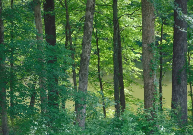 Photo 3 of Land for sale at 2995 Beech Crk Loop, Clifton, TN 38425 | MLS# 3255529 | Listing updated on 2026-07-01