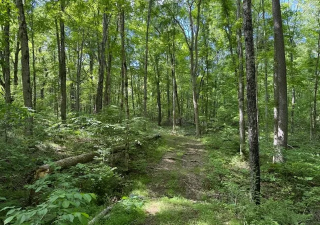 Homes for sale in Centerville, TN | 455 Moss Spring Hollow Road, Centerville, TN 37033 | MLS# 3255130