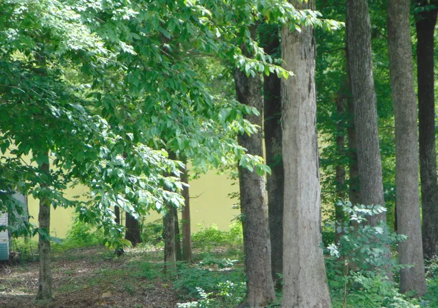 3rd image of 2993 Beech Creek Loop, Clifton, TN 38425 | MLS# 3255574
