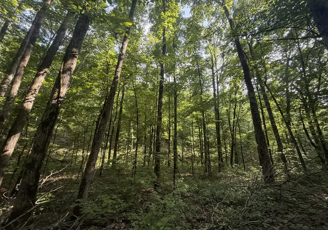 Photo 2 of Land for sale at 0 Toll Holw Rd, Waynesboro, TN 38485 | MLS# 3256668 | Listing updated on 2026-08-20