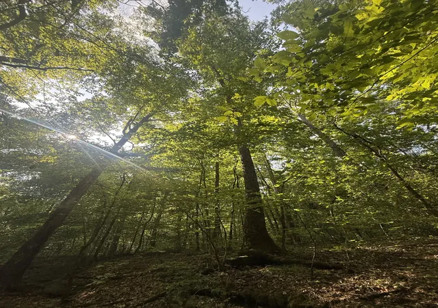 Photo 3 of Land for sale at 0 Toll Holw Rd, Waynesboro, TN 38485 | MLS# 3256668 | Listing updated on 2026-08-20