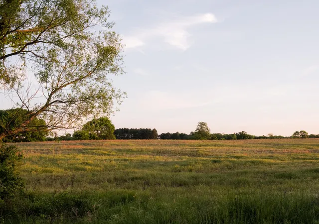Homes for sale in Collinsville, AL | 778 County Road 65, Collinsville, AL 35961 | MLS# 3259832
