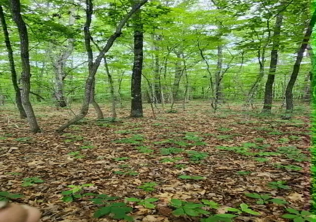 Photo 4 of Land for sale at 0 Rogers Rd, Crossville, TN 38572 | MLS# 3260346 | Listing updated on 2026-09-02