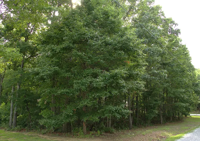 Photo 4 of Land for sale at 0 Blf Line Dr, Mc Minnville, TN 37110 | MLS# 3262589 | Listing updated on 2026-08-20