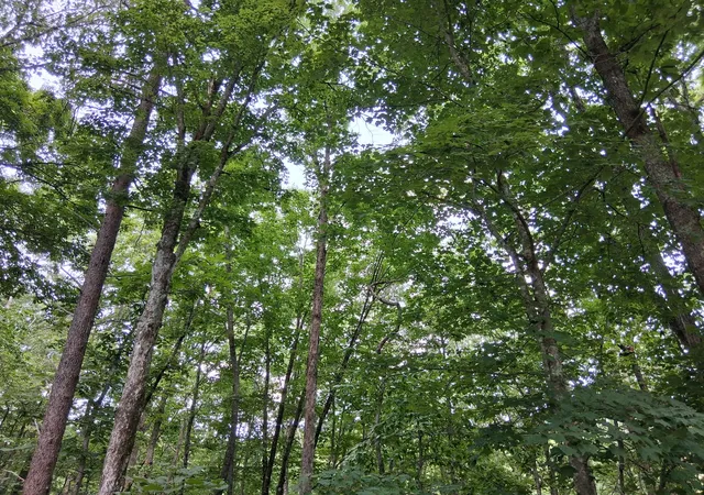 Homes for sale in Kingston Springs, TN | 0 Mayes Road, Kingston Springs, TN 37082 | MLS# 3261535