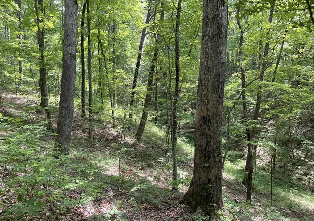 16th image of 328 James Turner Rd, Tracy City, TN 37387 | MLS# 3262650