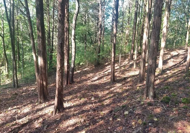 Photo 4 of Land for sale at 9157 Highway 100, Nashville, TN 37221 | MLS# 3262837 | Listing updated on 2026-07-07