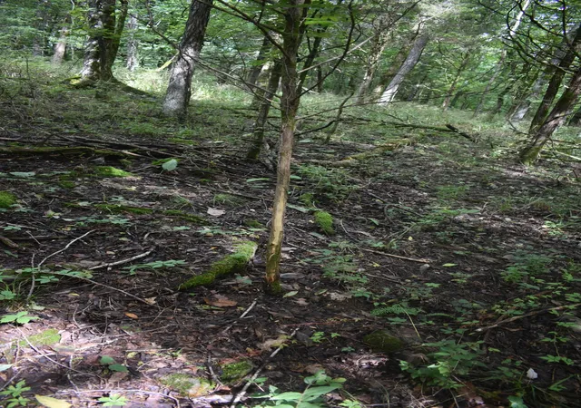 16th image of 0 Ben Gentry Ln, Elmwood, TN 38560 | MLS# 3278651