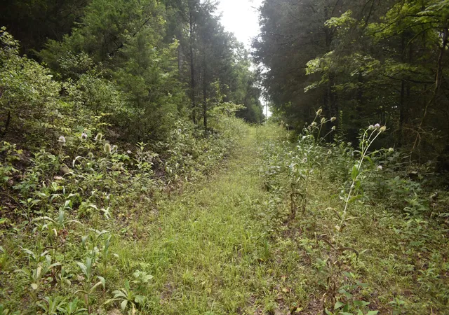 5th image of 0 Ben Gentry Ln, Elmwood, TN 38560 | MLS# 3278651