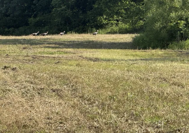 Photo 3 of Land for sale at 0 Burford Rd, Lebanon, TN 37087 | MLS# 3285916 | Listing updated on 2026-08-20