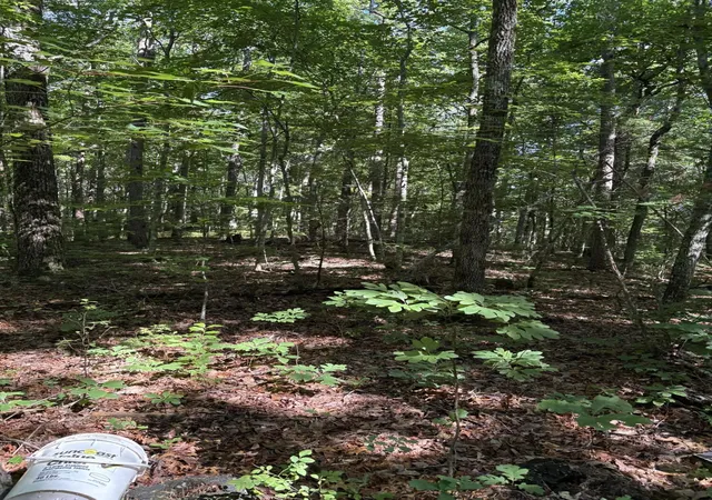 18th image of 2 Old Furnace Road, Tellico Plains, TN 37385 | MLS# 3285610