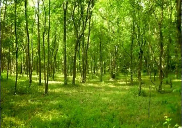 Photo 3 of Land for sale at 4 Reece Church Rd, Columbia, TN 38401 | MLS# 3501474 | Listing updated on 2026-08-10